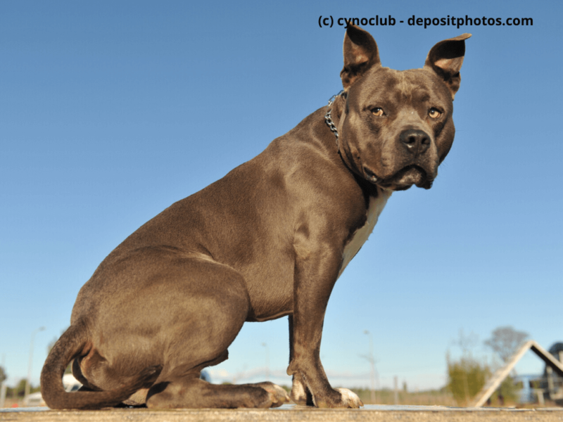 American-Staffordshire-Terrier-sitzt-im-Freien-auf-einem-Tisch