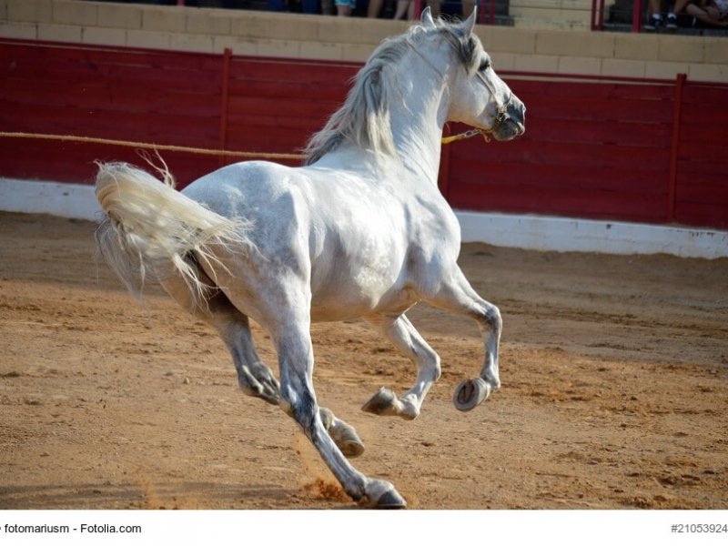 caballo