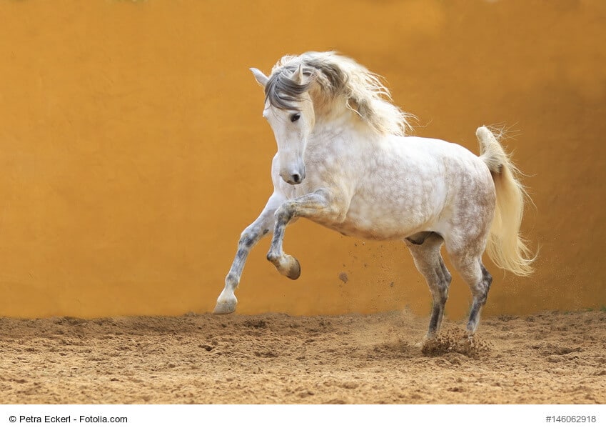 Andalusier Steckbrief