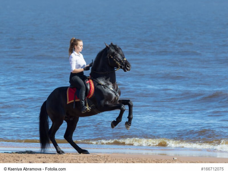 Woman riding horse on beach of sea. Stallion stands on hind legs.