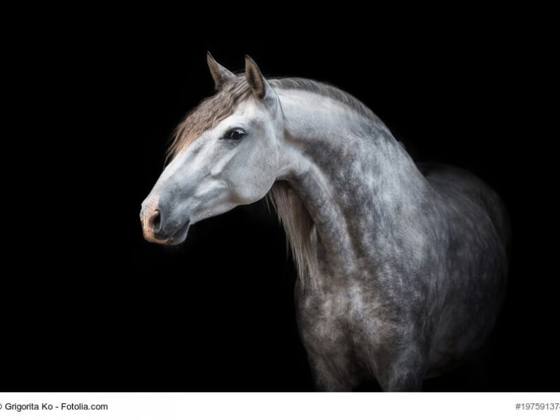 Portrait of beautiful grey andalusian horse isolated on black