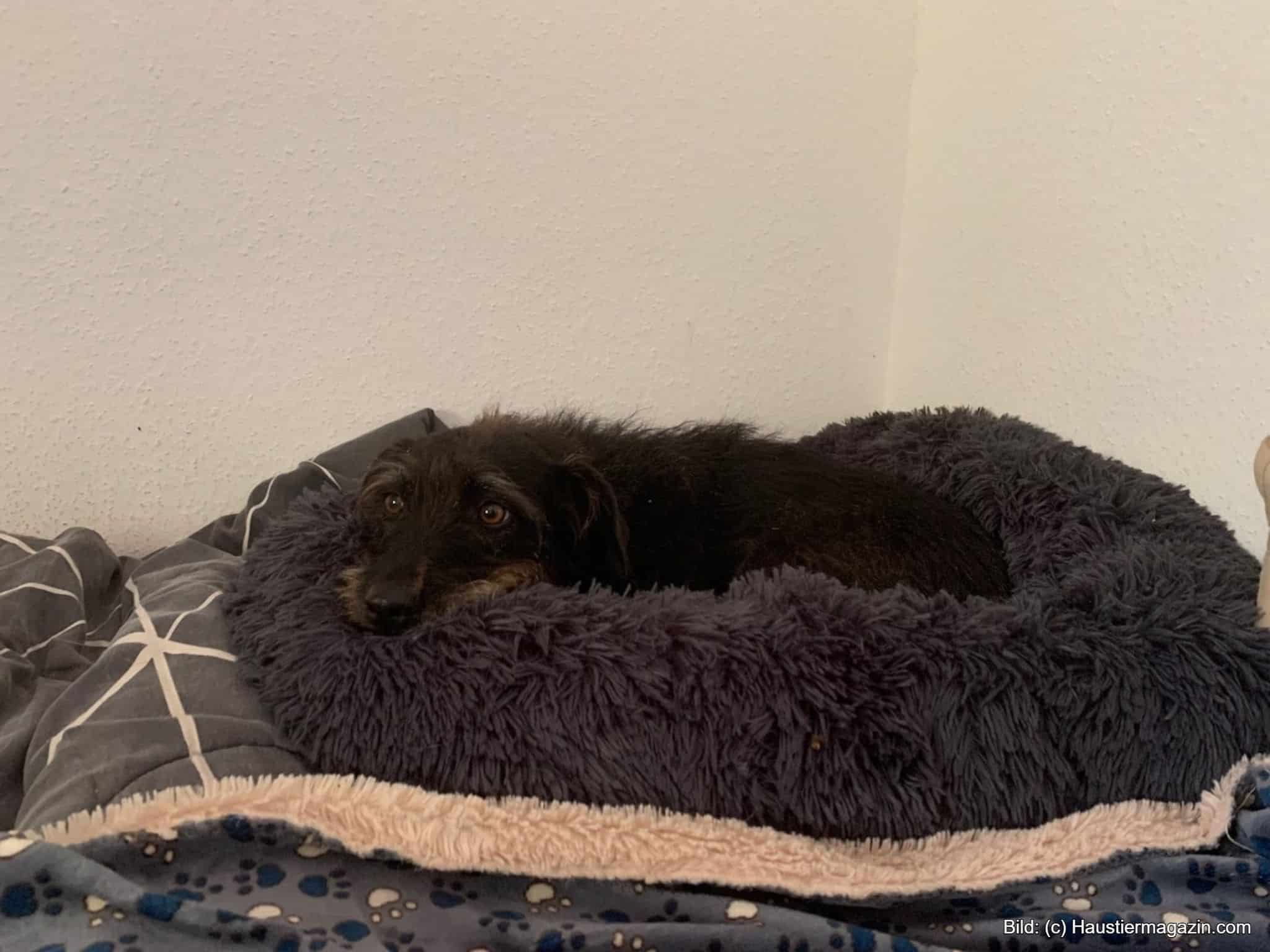 Anti Angst Hundebett in als Donut