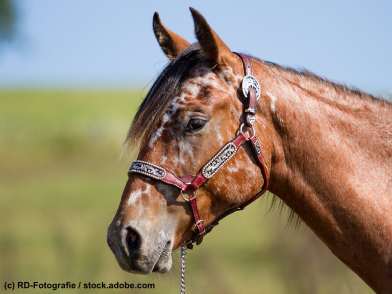 foal appaloosa in portraits on the pasture