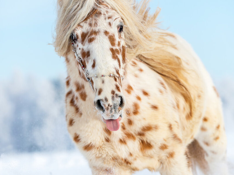 Appaloosa horse runs gallop on the meadow in winter