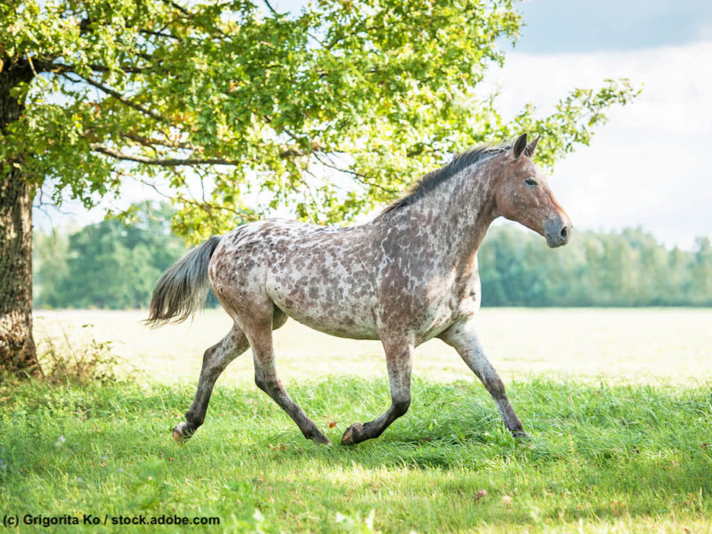 Appaloosa horse running trot on the field in summer