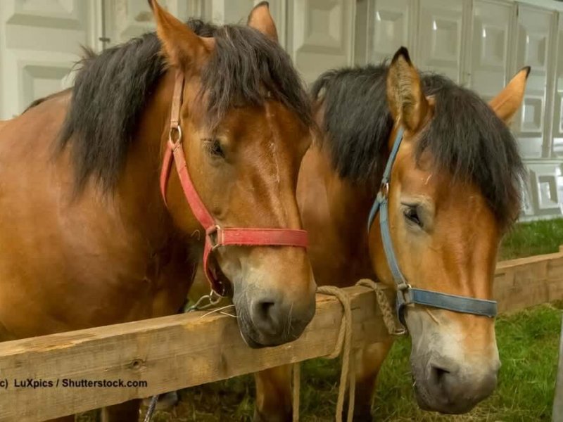 Ardenner Paar im Stall