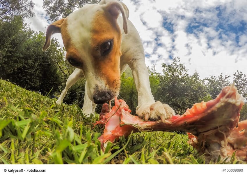 Wie halte ich meinen Hund davon ab, alles zu fressen? Haustiermagazin