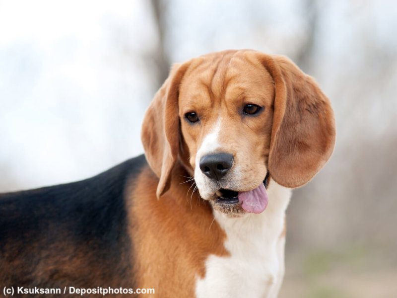 Funny beagle dog