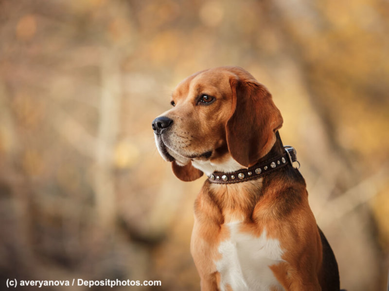 Dog Beagle walking in autumn park