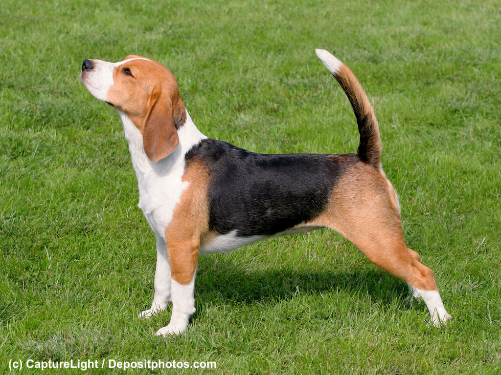 Beagle Steckbrief