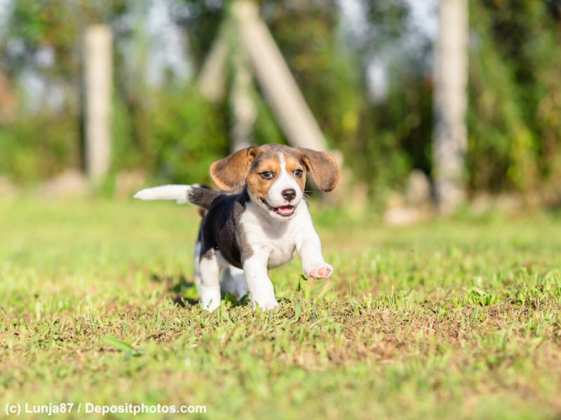 Beagle puppy