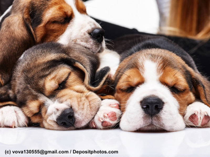 Beagle Puppies, slipping in front of white background