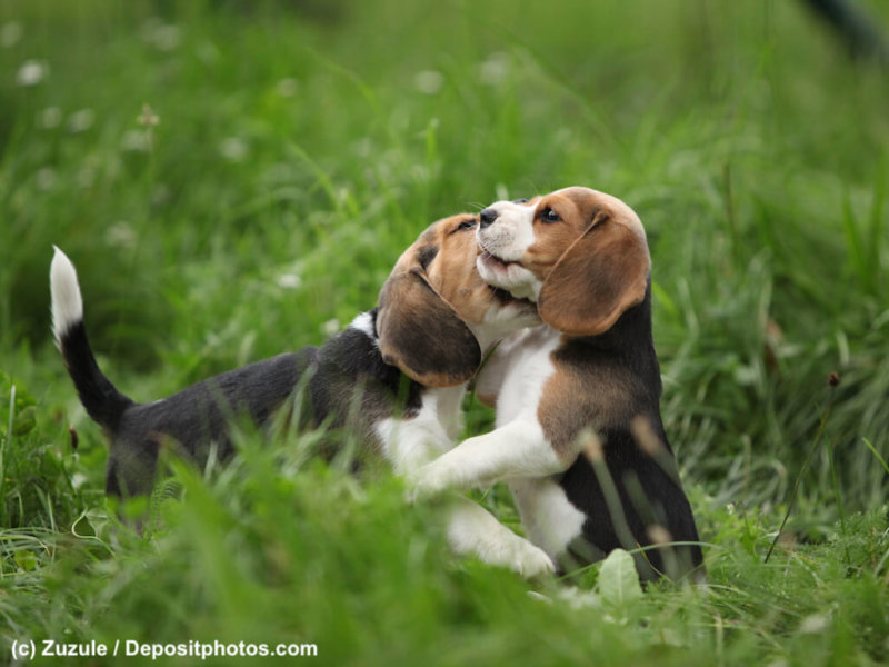 Two adorable puppies playing