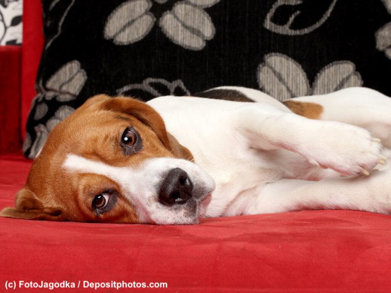 Young Beagle dog lying on red sofa