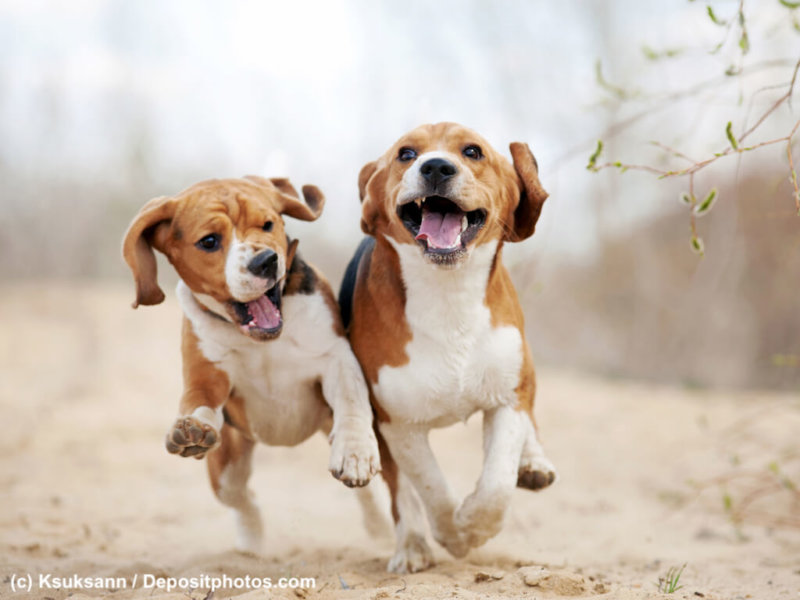 Two funny beagle dogs running