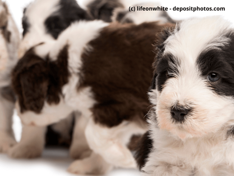 Bearded-Collie-Nahaufnahme-auf-Welpen-vor-weißem-Hintergrund