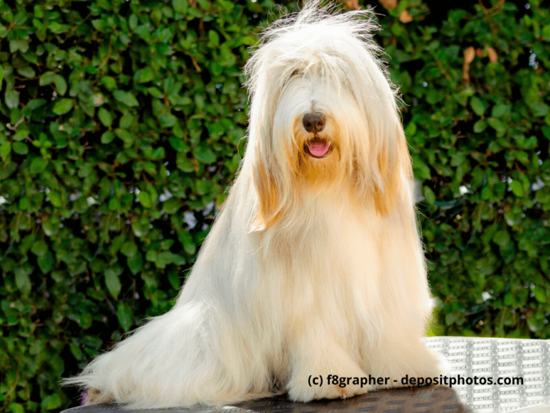 Bearded-Collie-Portrait-von-einem-weißen-und-jungen-Beardie