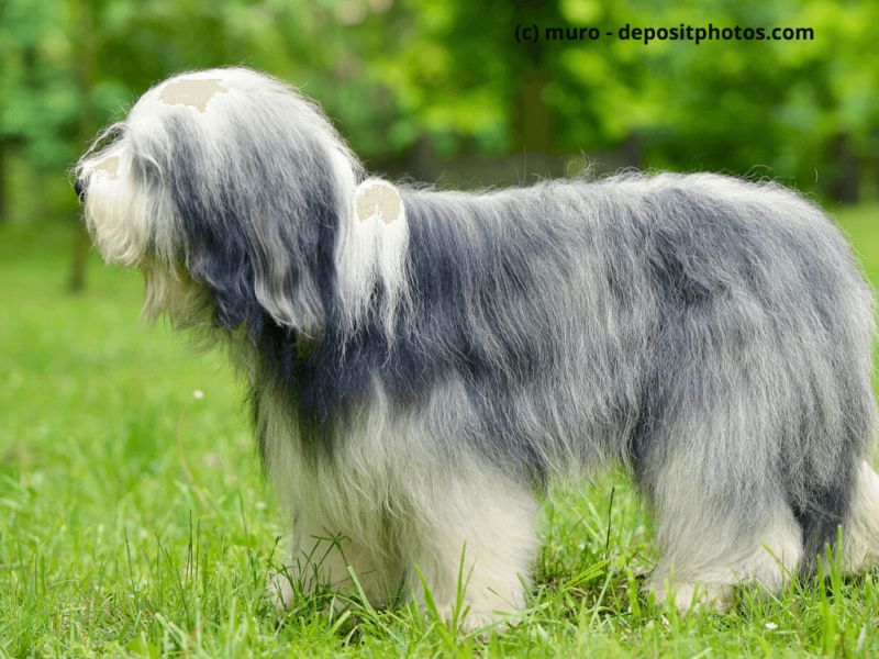 Bearded-Collie-auf-grünem-Gras-im-Freien