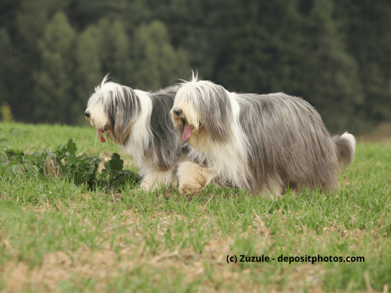 Bearded-Collie-laufen-über-ein-Feld-mit-Wald-im-Hintergrund