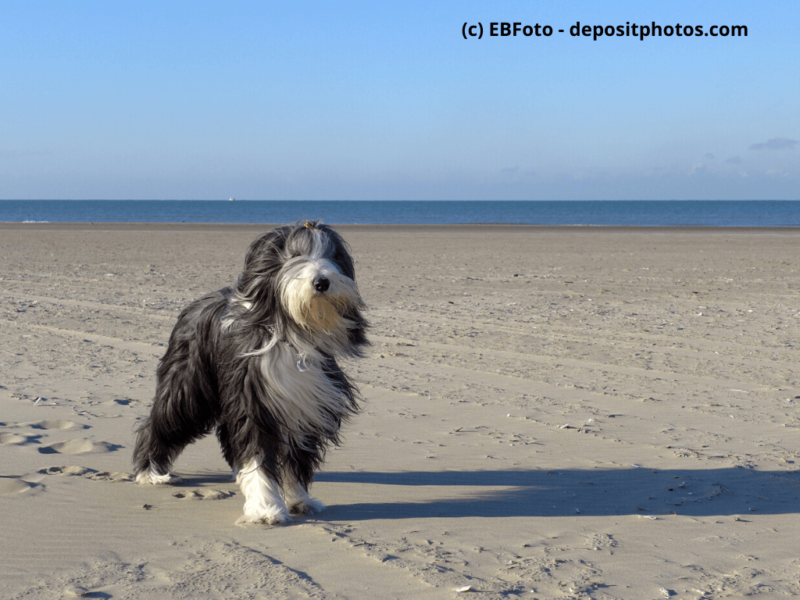 Bearded-Collie-steht-am-Strand-im-Hintergrund-Meer