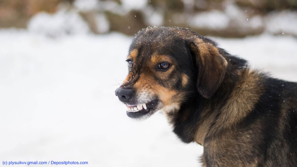 Ein Hund von der Seite fotografiert steht im Schnee, fletscht die Zähne und knurrt