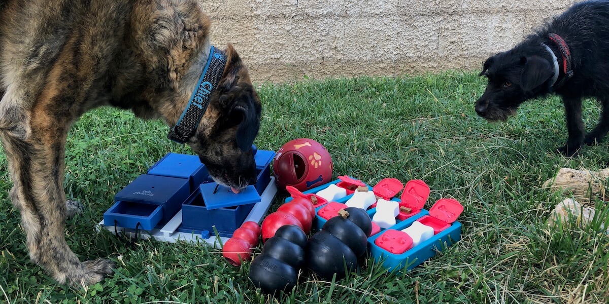 Unsere Testhunde Chief und Pepper haben verschiedenes Intelligenzspielzeug für Hunde getestet.