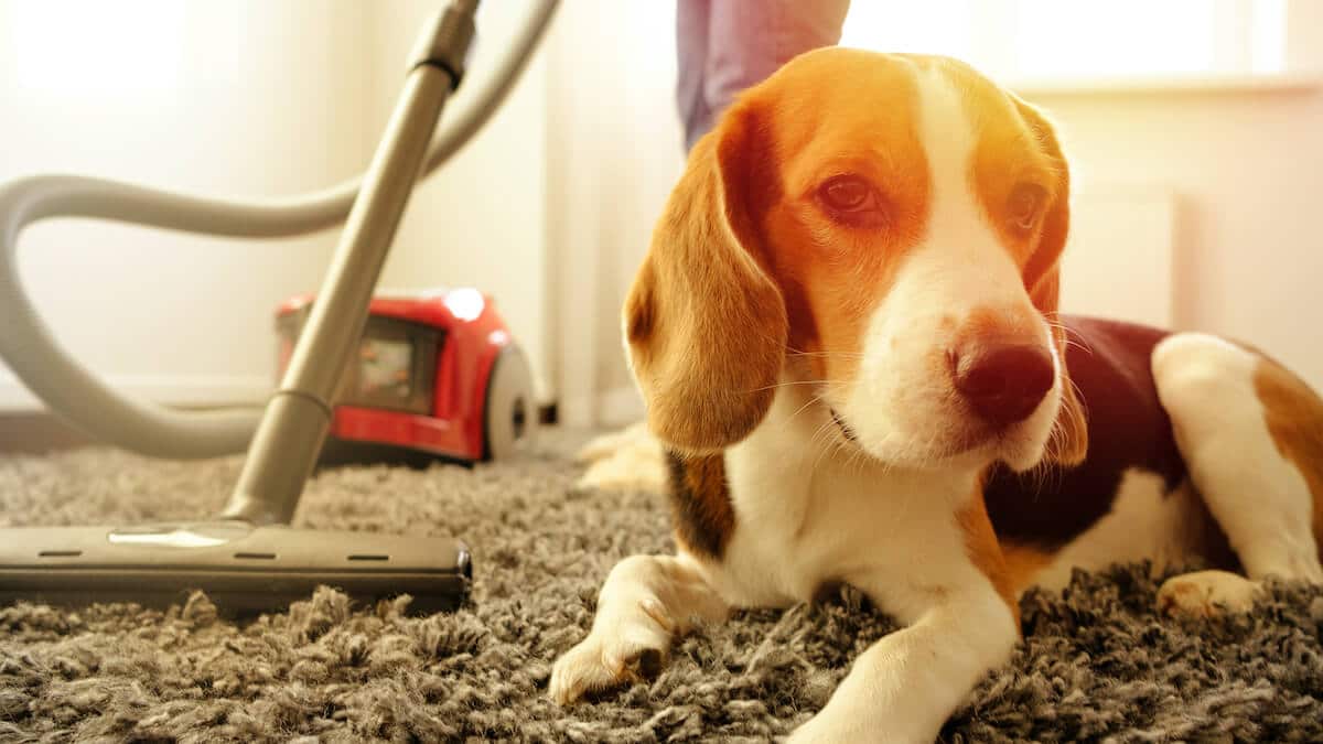 Beagle liegt auf einem Teppich, im Hintergrund ein Staubsauger in Gebrauch
