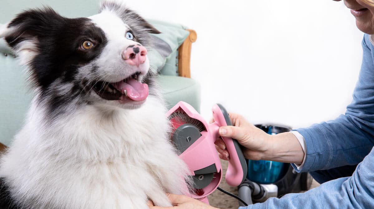 Ein Hund sitzt mit entspanntem Gesicht und offenem Fang und lässt sich mit einer pinkfarbenen elektrischen Fellbürste von Petyphoria bürsten.