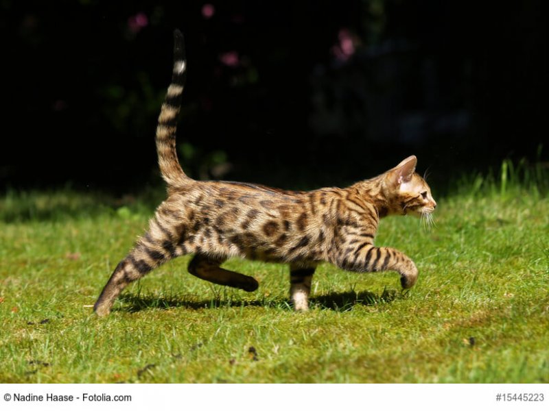 Trabende Bengalkatze