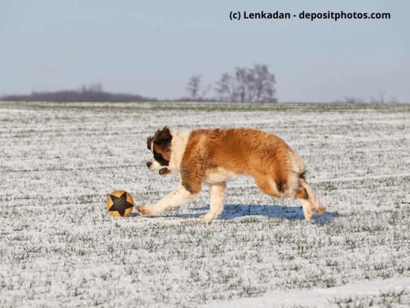 Bernhardiner-spielt-auf-schneebedeckter-Wiese-mit-einem-Ball