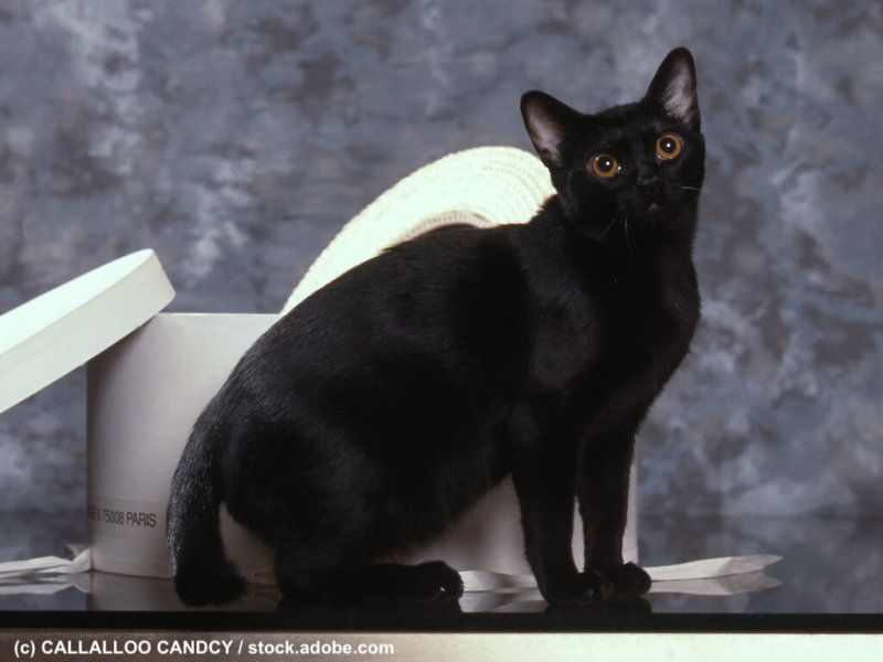 bombay assis de profil – chat noir – black cat