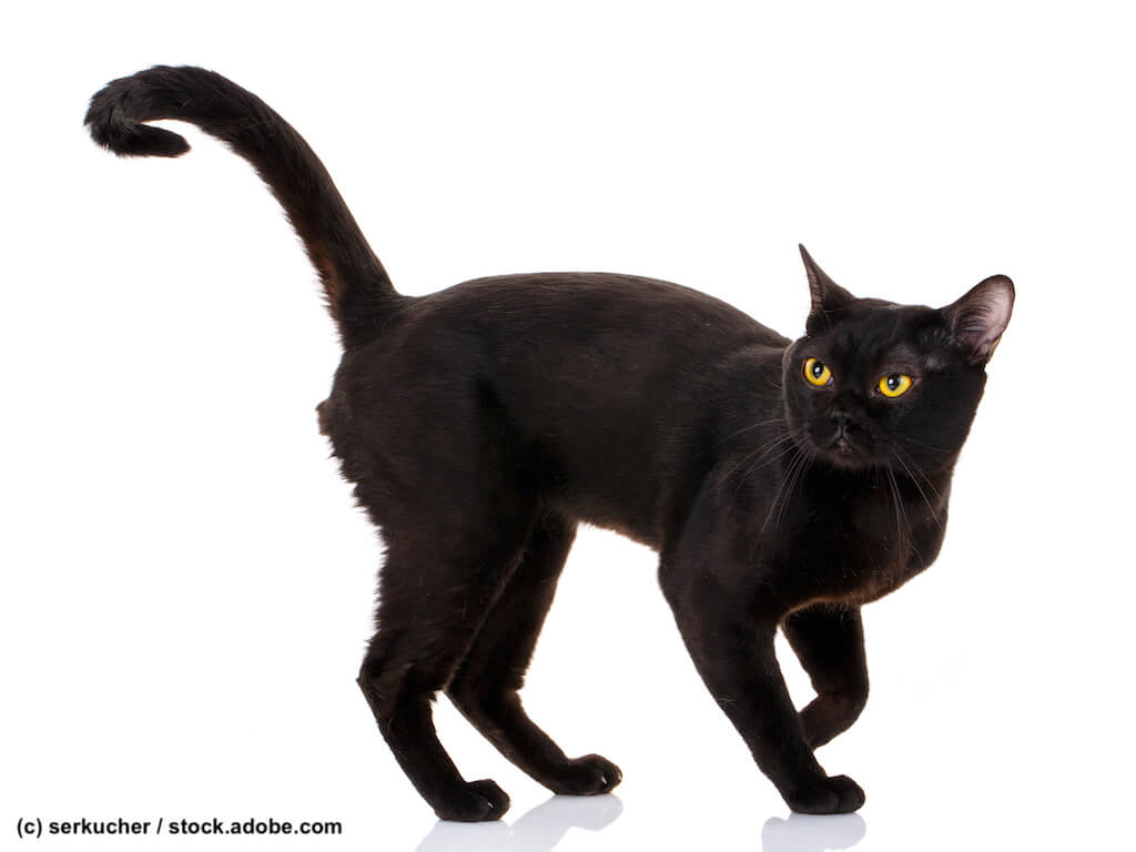 Bombay Katze Steckbrief