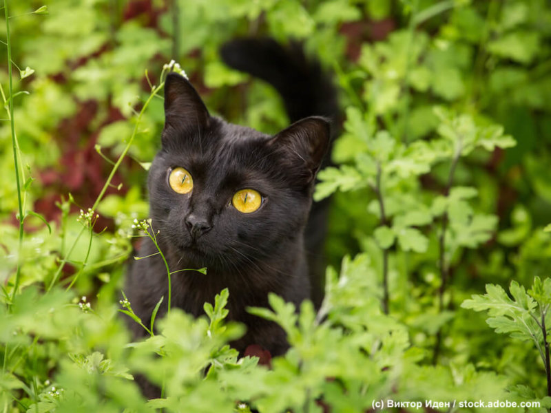 Beautiful cute bombay black cat portrait with yellow eyes and attentive look in green grass and flowers in nature