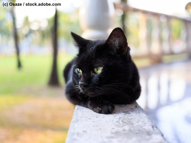 Beautiful black cat lounges lazily on a porch rail at sunset