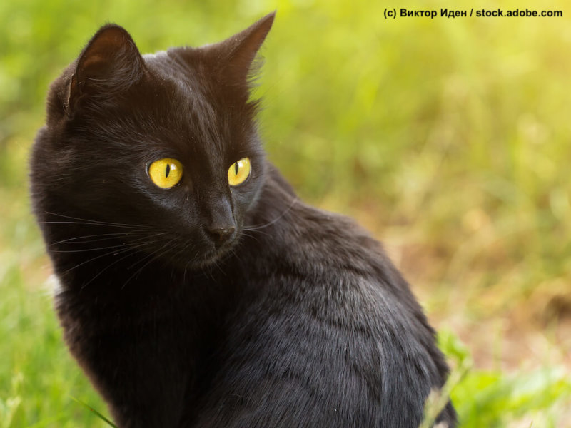Bombay-Katze-sitzt-Wiese-neugierig