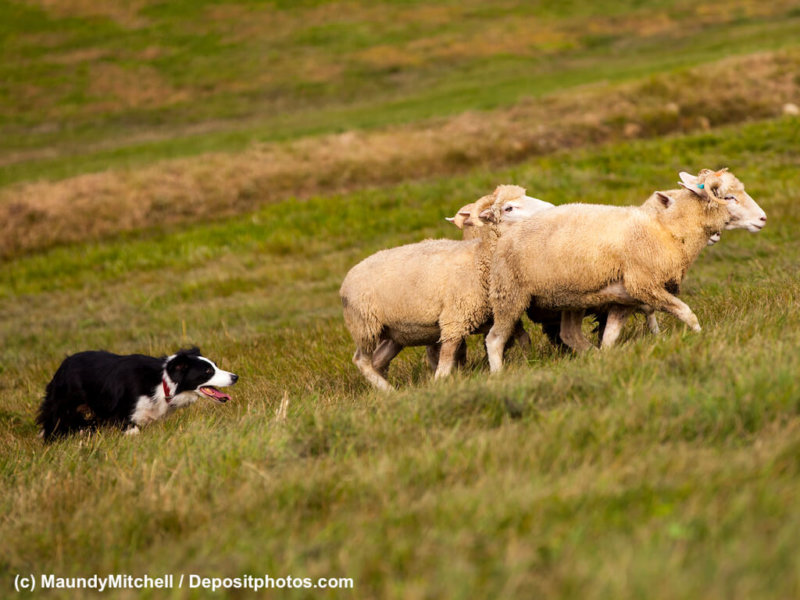 Border-Collie-Huetehund-Schafherde-20987389