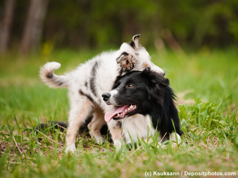 Old dog border collie and puppy playing