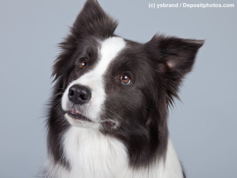 Beautiful border collie dog isolated against grey background. Studio portrait.