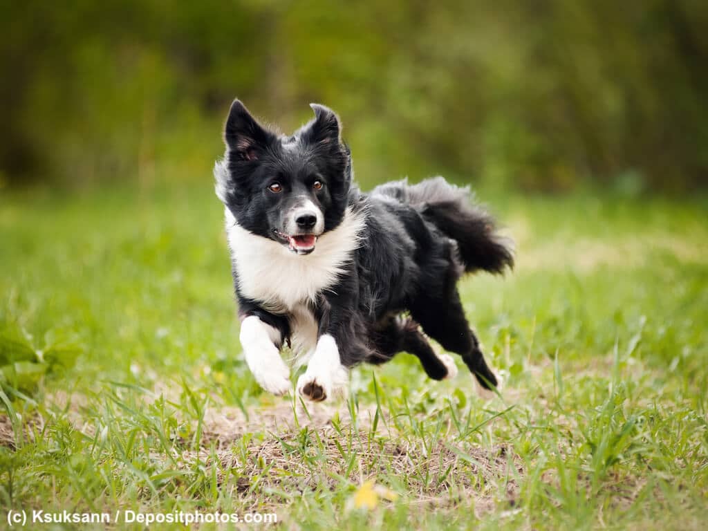 Border Collie in Action