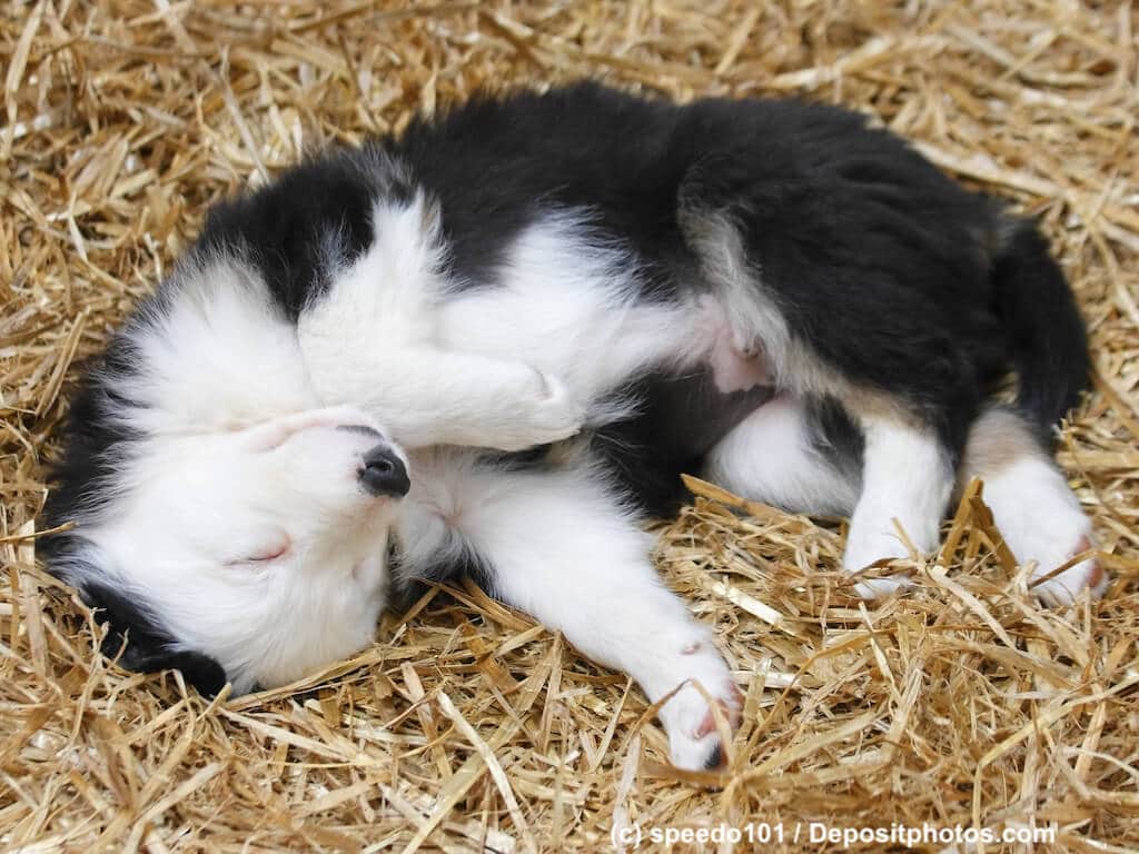 Schlafend im Heu- Border Collie Welpe