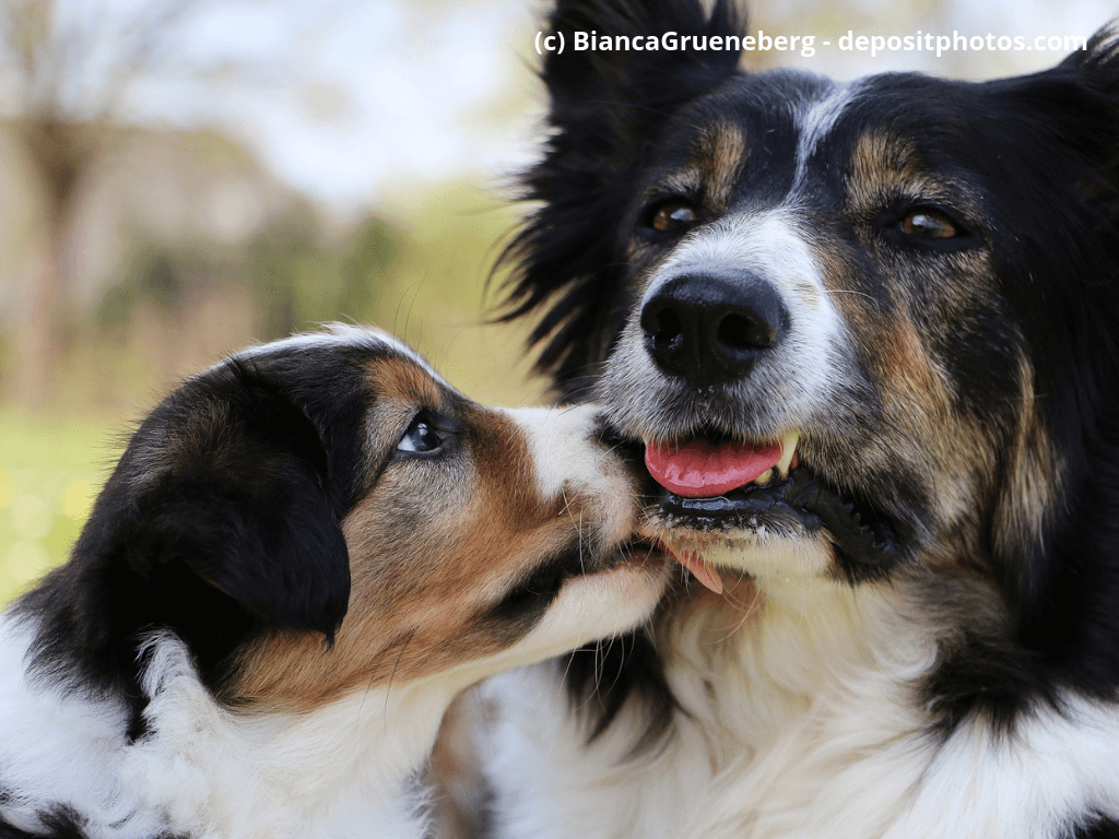 Border-Collie-Welpen mit ihre Mutter