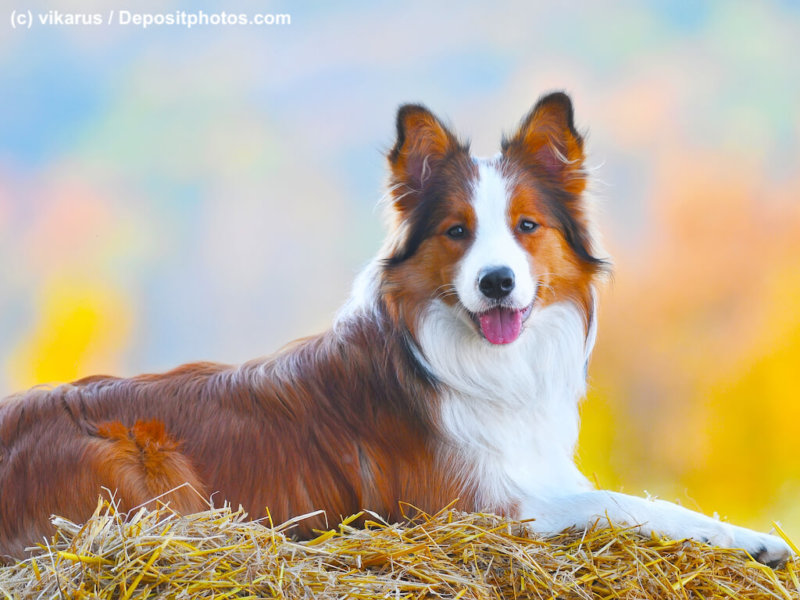 border collie dog lie on hay in autumn time