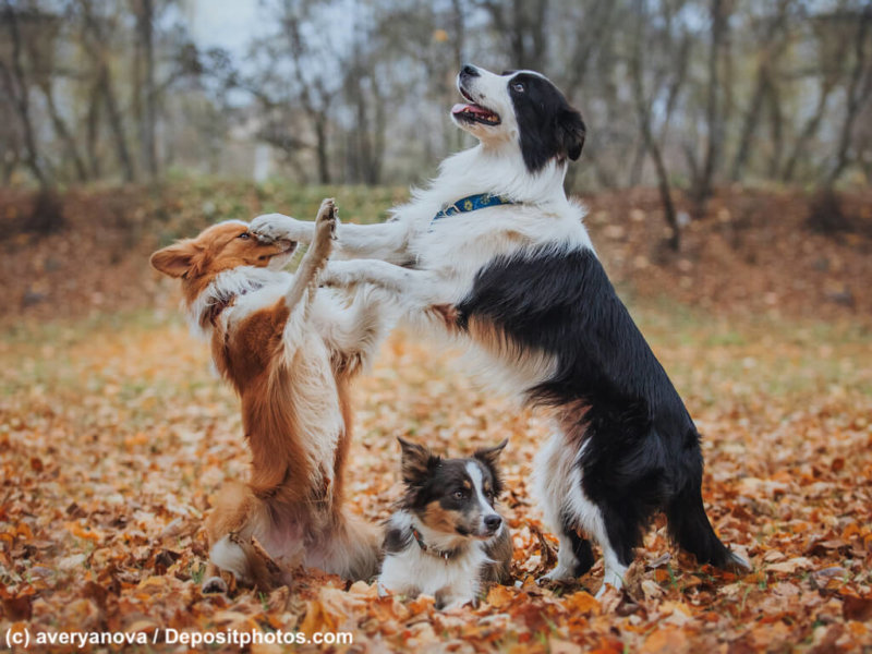 obedient dog breed border collie. Portrait, autumn, nature, tricks, training