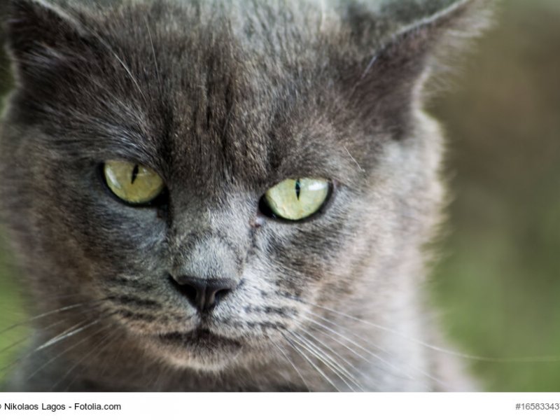 Britisch Blau Katzenkopf mit strahlenden Augen