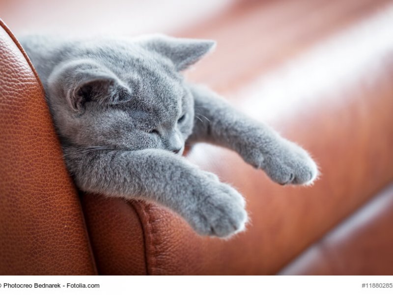 Müdes Britisch Blau Katzenkind