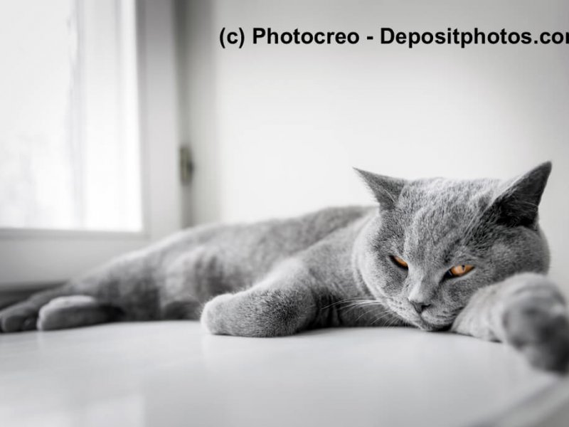 Britisch Blau gelten als ruhige Katzen