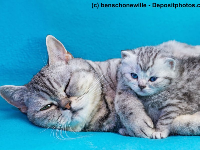 Britisch Kurzhaar in Tabby Silber