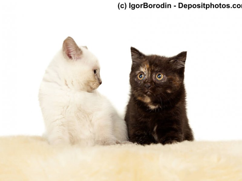 Britisch Kurzhaar Kitten in Colorpoint und Black Tortie