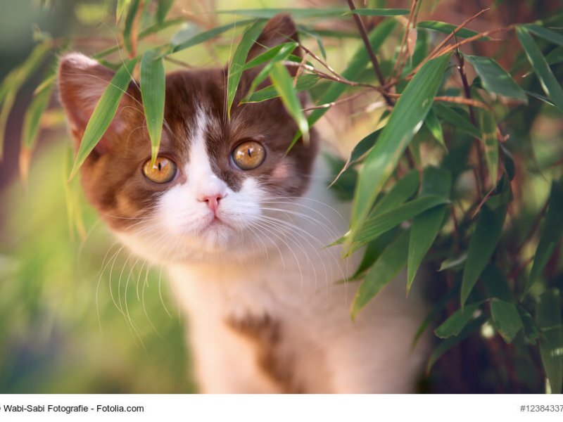 Britisch Kurzhaar Katze braun weiß