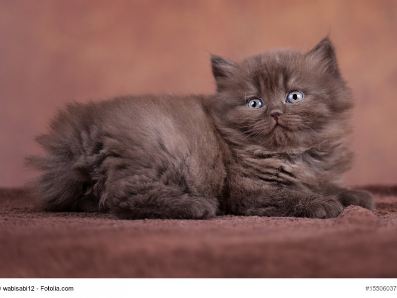 Britisch Langhaar Katzenkind braun